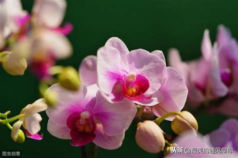 蘭花 意義|蘭花花語解讀蘭花的象徵意義，象徵意義美麗、高貴和善良